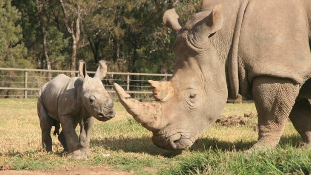 Safer in captivity: A white rhino calf and its mother at Taronga Western Plains Zoo, Dubbo.