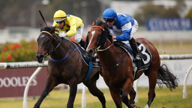 Predicting great things: Nostradamus (blue and white) takes out the San Domenico Stakes at Rosehill on Saturday.