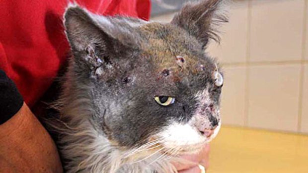 Smoky the cat after his shooting ordeal.