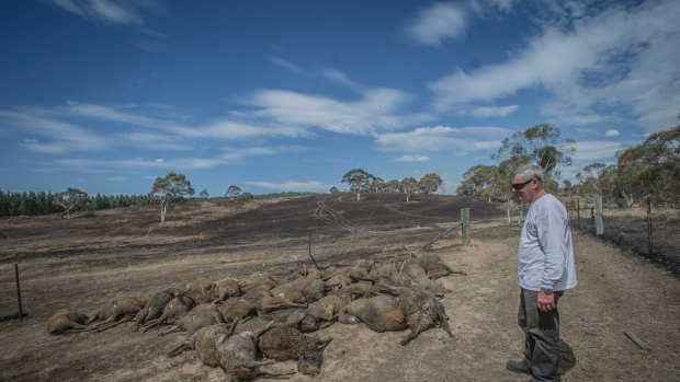 Fred Kuhn on his Mount Fairy property with some of the sheep that perished in the recent fires.