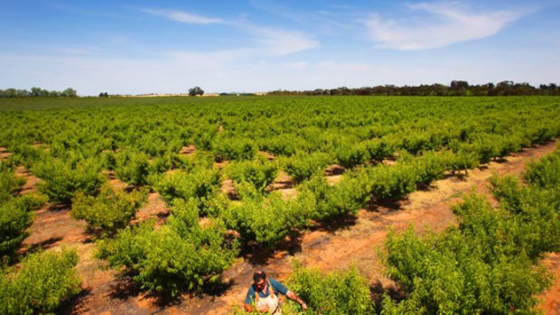 Lake Boga fruit grower Michael Tripodi blames red tape and costs for the failure of a plan to attract seasonal workers from struggling island nations.