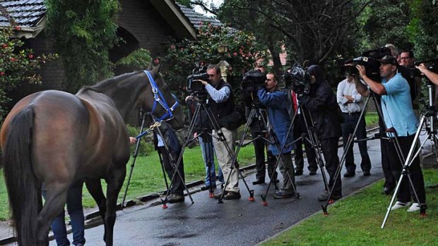 Brilliant mare Black Caviar is the centre of attention in the lead-up to today's Newmarket Handicap at Flemington, in which she chases her 10th straight win.