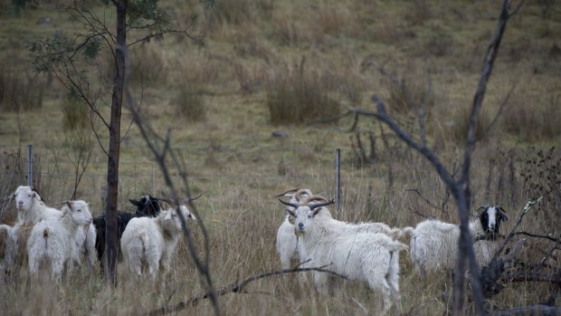 Feral goats on the western side of the Federal Highway at Lake George.