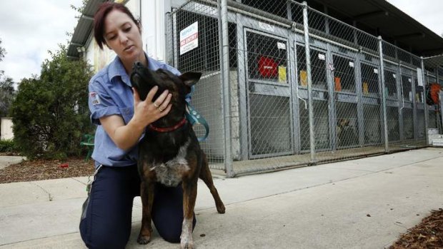 Animal care assistant Tara McMahon with 'Hokee', one of the many abandoned animals at the RSPCA ACT Animal Shelter in Weston.