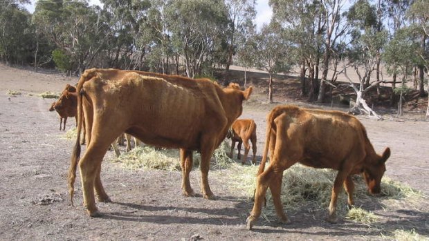 Cattle in poor body condition in the ACT region. (Photo courtesy of RSPCA).