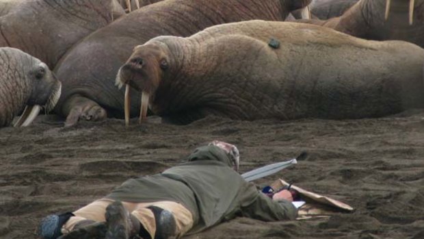 Wildlife biologist Tony Fischbach lies on the beach observing a tagged walrus near Point Lay, Alaska.