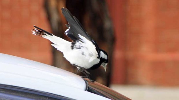 Magpie larks are well known to attack their own reflection.