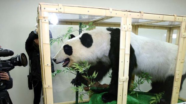 Seized ... the stuffed panda is displayed at a police office in Tokyo.