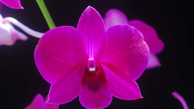 An orchid by any other name ...  the flower named after the Prime Minister, the Dendrobium Julia Gillard.