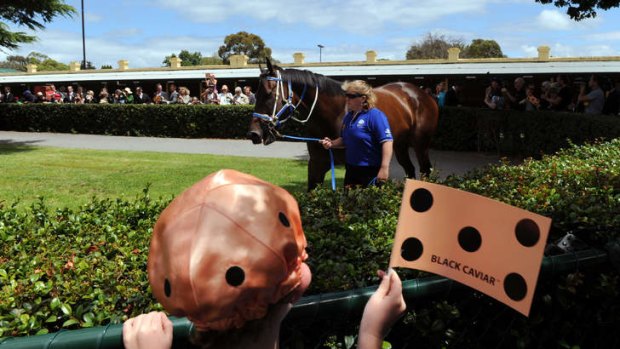Eight-year-old Cav-ophile Ryan King watches the champion mare at Caulfield on Saturday.
