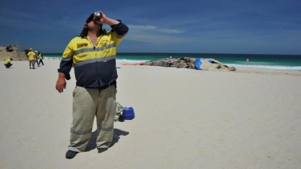 Thirsty work at Scarborough's whale removal site.