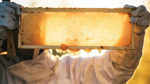 Australian manuka honey the super ingredient to fight superbugs?