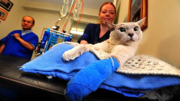 Dr Jonathan Young and veterinary nurse Rachel McNamara treat Jack the cat of Duffy who has been bitten by a snake.