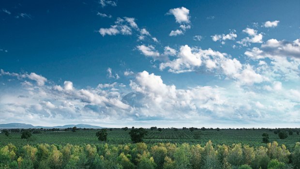 Tree planting soaks up carbon dioxide - but is it enough to help meet Australia's commitments?