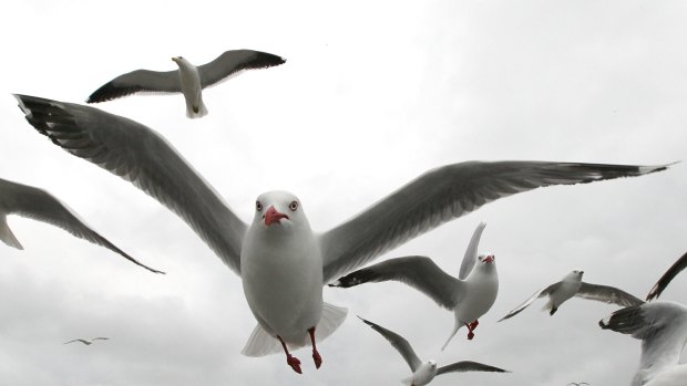 Thousands of gulls are causing mess, noise, bad smells and damage to roofs.