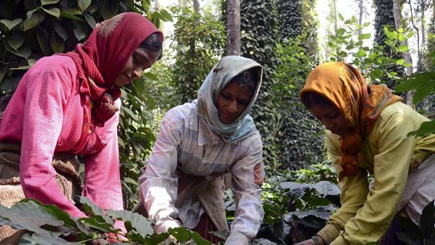 Coffee pickers in Chikmagalur.