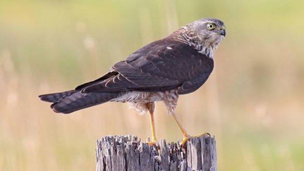 A brown goshawk searches for prey from the vantage of a fence post.