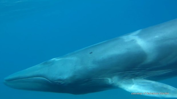 The "beautiful" Omura's whale has light and dark patches and stripes along its body.