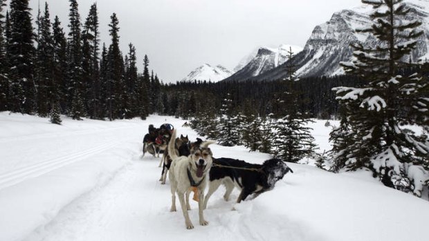 Dog sledding at Lake Louise.