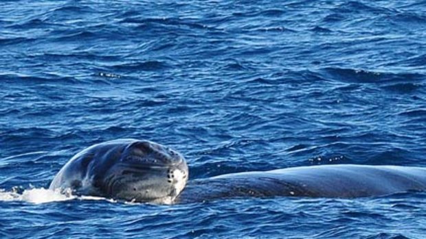 First breath... the humpback whale calf.