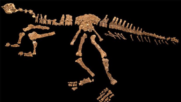 The fossilised bones of Eoabelisaurus mefi from Argentina.