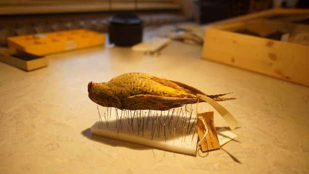 A specimen of the rare night parrot mounted for study.