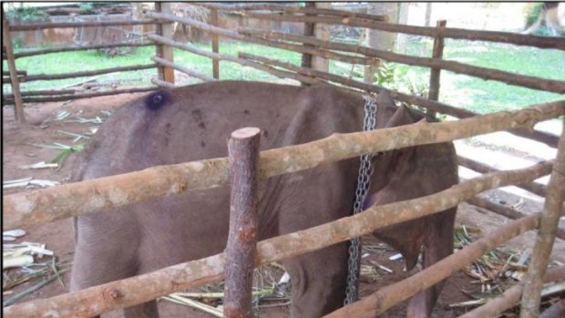 An elephant, purported to  have come from Myanmar, confiscated from the illegal trade in Thailand,.