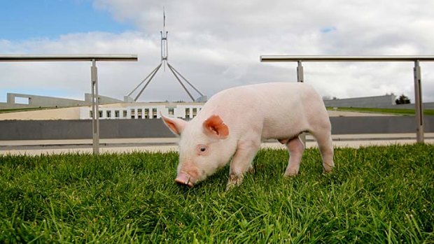 Georgie Boy enjoys pastures new after helping the cause of a Senate group protesting over the possibility of the import of foreign pig meat and disease.
