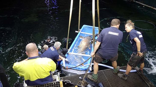 ''Meticulous operation'' &#8230; aquarists return a resident of the Sea Life Sydney Aquarium to its home yesterday. The tank was refilled with water and sharks.