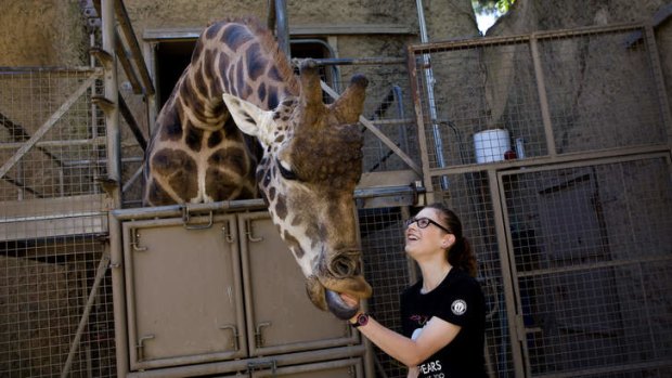 Zoe Rowell tends to Makulu, the giraffe.