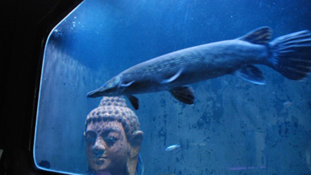 The alligator gar fish is among exotic species to be banned on August 1. The owner of this one has obtained a permit to keep it in a tank at Hawkins Garden Centre on Brisbane's eastside.