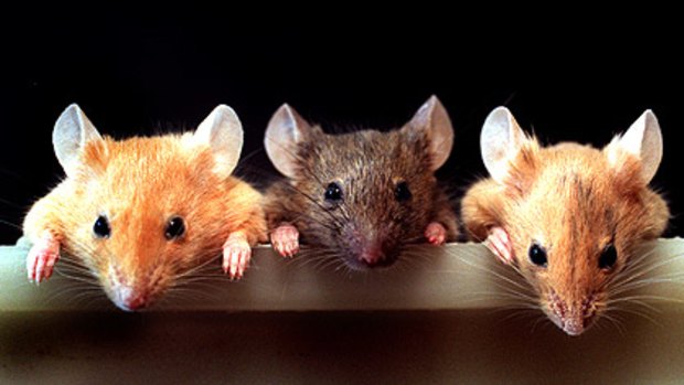 These three mice could have their ageing process reversed by a new therapy developed by scientists in the US. Sadly, it is feared the therapy would greatly increase the risk of cancer in humans.