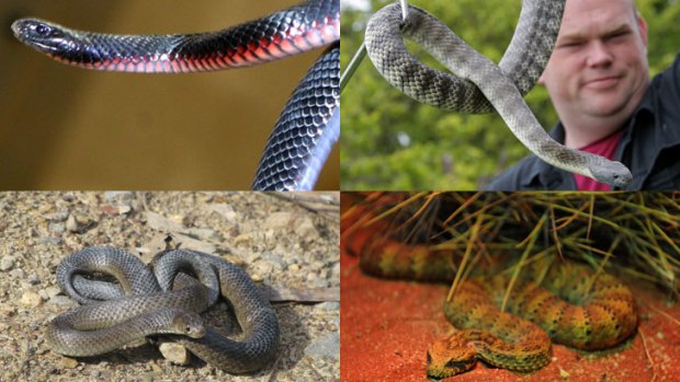 Usual suspects: Common snakes include, clockwise from top left, tiger, red-bellied black, death adder and eastern brown.