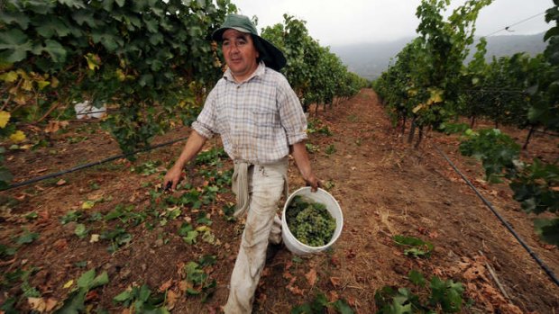 A worker carries a bucket with bunches of Sauvignon Blanc stock grapes, in the Emiliana vineyard.