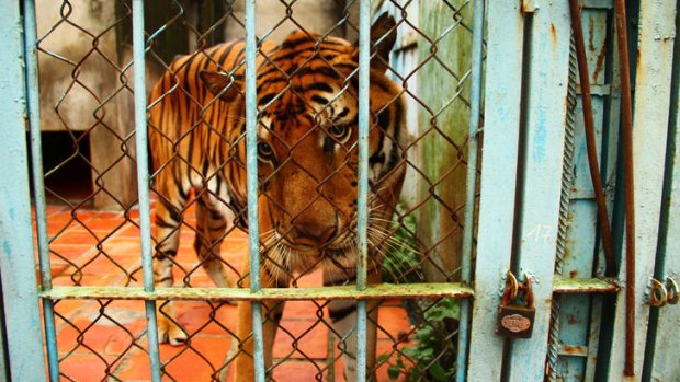 A tiger looks out from a cage at a tiger farm in Vietnam.