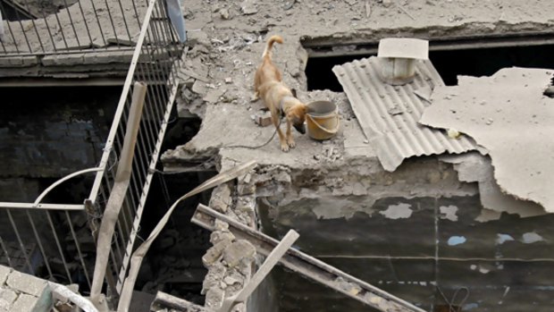 A dog chained to a railing in a house damaged by a bomb blast that killed its owner in Baghdad.