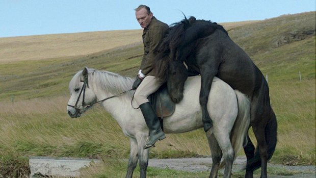 The Icelandic film <i>Of Horses and Men</i>, a standout and a prizewinner at San Sebastian.