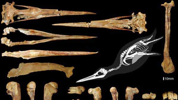 Bones of ancient penguin species Inkayacu paracasensis and an artist’s impression of how they would have fitted together.