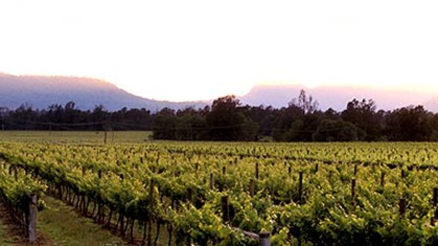 The Hope Estate vineyard at sunrise.