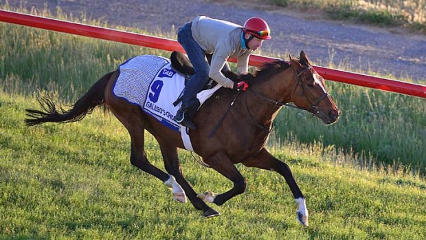 Galileo's Choice is put through his paces during trackwork at Werribee last week.