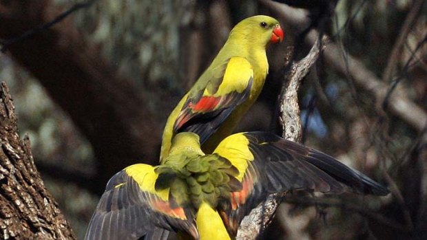 Endangered &#8230; eastern regent parrots ''commute'' between mallee vegetation, where they feed, and red gums, where they breed.