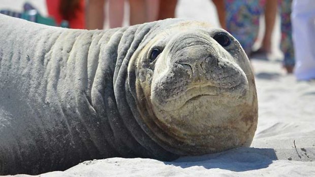 The sub-adult male drew big crowds to the northern suburbs beach, after coming ashore on Wednesday.