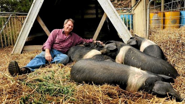 Michael Croft with some of his Wessex saddlebacks.