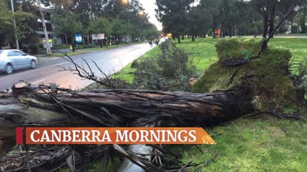 A large eucalyptus tree on Northbourne Avenue fell onto the southbound lane near the intersection with Wakefield Avenue. 