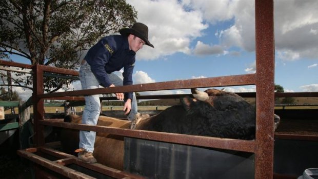Professional bull rider Cody Heffernan prepares for another rough ride. 