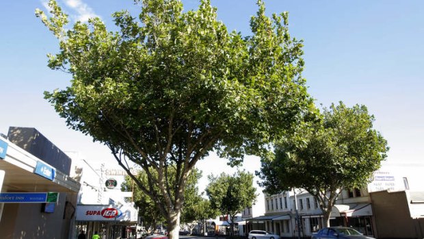 Windy business: Plane trees are fine until they meet the October winds.