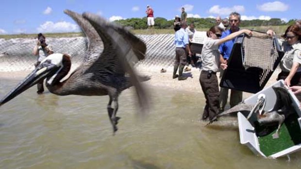 Pelicans are released into the wild at the Aransas National Wildlife Refuge on the Louisiana coast.