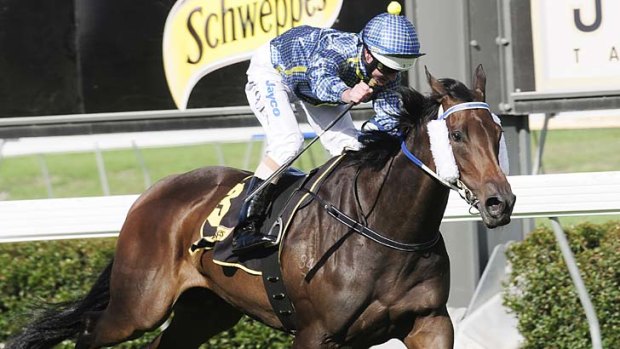 Sydney bound: Lights Of Heaven will start her cups campaign in the Warwick Stakes.