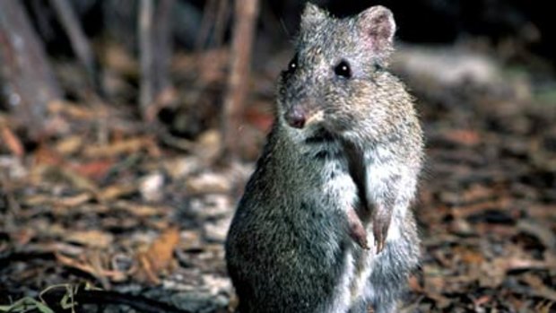 The world's rarest marsupial gets a fresh start near Albany.