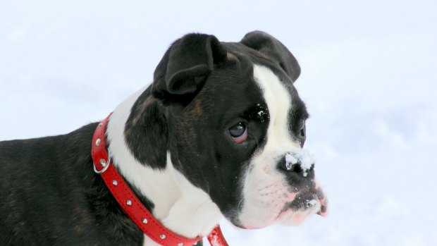 It'll be all about "snowman's best friend'' at the special dogs weekend at Corin Forest.